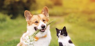 cane-gatto-antiparassitari-virbac-web