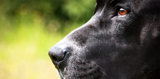 cani-pericolosi-oipa