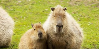 capibara-parco-zoo-falconara