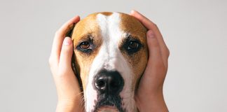 cane-insicuro-e-sereno-personalità