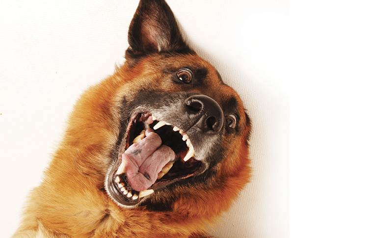 La personalità del cane insicuro o sereno nell'immagine un cane pastore tedesco 