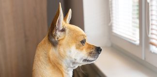 gestione-cane-solo-a-casa