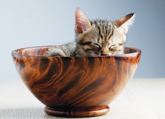 gattino-ciotola-dorme