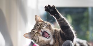agguati-gatto-come-gestirli