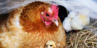 benessere-animali--domestici-di-allevamento
