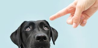 cane-come-dirgli-no