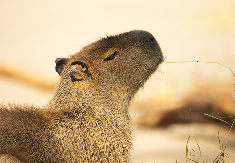 Capibara pet non convenzionale