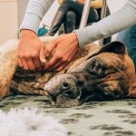 corso-operatore-dog-massage