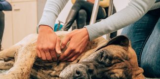 corso-operatore-dog-massage