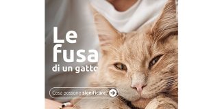 enpa-purina-INSIEMEPERUNAVITAMIGLIORE