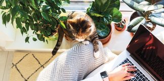 gatto-comportamenti-territorio-principale