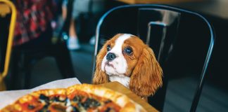 gestione-cane-bar-ristorante-casa