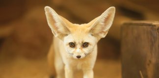 La volpe Fennec