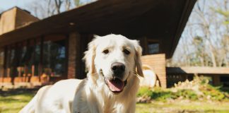 Airbnb tendenza viaggi in compagnia di animali