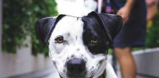 Sistema immunitario e benessere intestinale di cane e gatto
