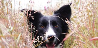 Cani-facilmente-eccitabili-razze