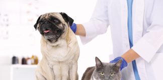 cane-e-gatto-check-up