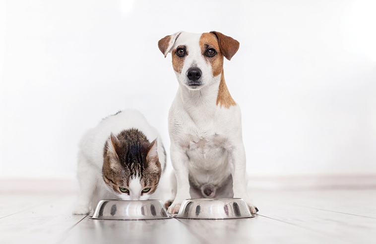 Cane e gatto davanti alla loro ciotola per una dieta 