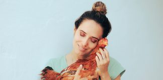 gallina-da-compagnia