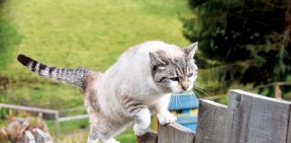 Gatto lontano casa