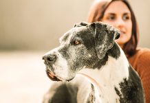 ozonoterapia-nel-cane