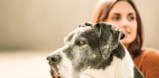 ozonoterapia-nel-cane