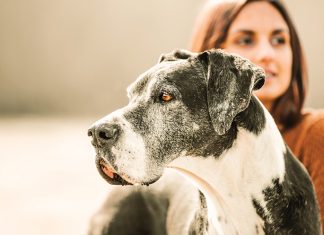 ozonoterapia-nel-cane