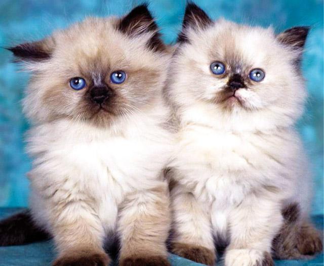 Una coppia di gattini