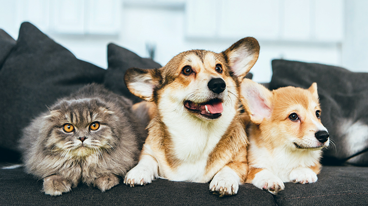 Come garantire benessere intestinale e rafforzare il sistema immunirario di cane e gatto