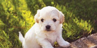 voglio-un-cucciolo