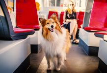 Viaggi in autobus o mezzi pubblici con cane