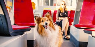 Viaggi in autobus o mezzi pubblici con cane