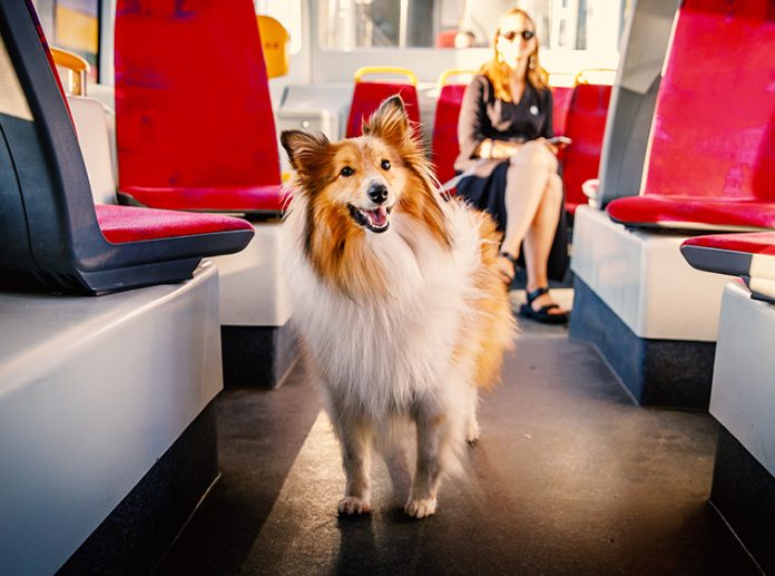 Viaggi in autobus o mezzi pubblici con cane