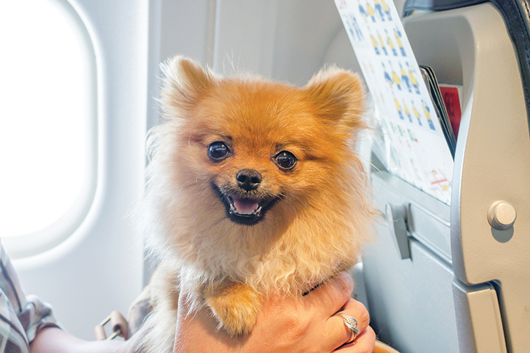 Viaggio in aereo con il cane