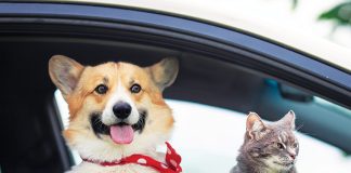 Disturbo intestinale cane gatto in vacanza
