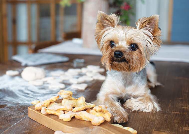 alimentazione cane e gatto fai da te cane con biscotti fatti in casa per lui