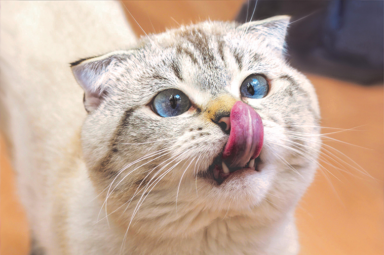 Bellissimo gatto che si lecca i baffi per una alimentazione del gatto fai da te