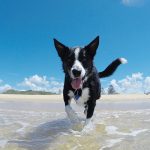 caldo-estivo-protezione-animali