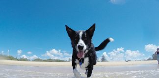 caldo-estivo-protezione-animali