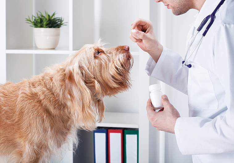 Veterinario che offre ad un cane una pillola 