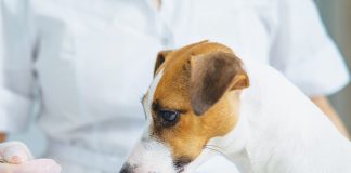 medicina veterinaria cannabis terapeutica
