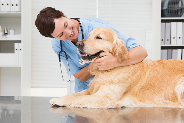cannabis terapeutica in medicina veterinaria nella foto Cane dal veterinario che lo tranquillizza