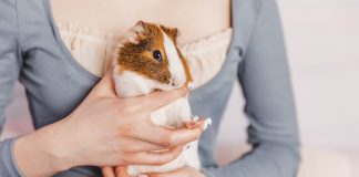 porcellino-d'india-cavia-domestica