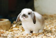 Origini del coniglio nano