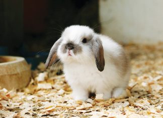 Origini del coniglio nano