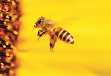 il compito delle api nel mondo