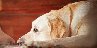 gestione del lutto del cane