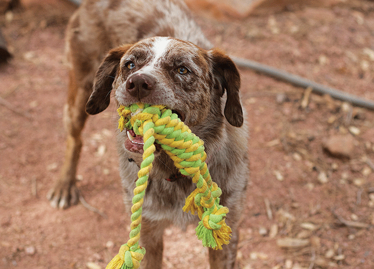 giochi educazione cane che gioca con la corda