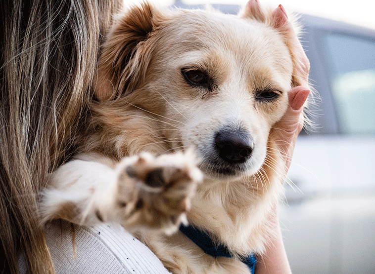 Gestione del lutto da parte del cane in braccio alla sua amica umana