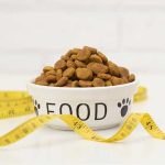 diabete-cane-gatto-cosa-fare
